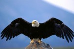 A Águia de Asas Partidas