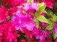 Viva como as Flores